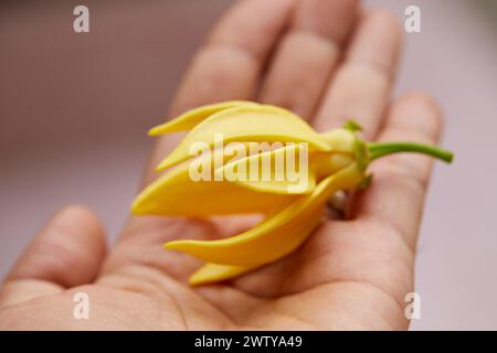 Nahaufnahme der kletternden Ylang-Ylang-Blume zur Hand Stockfoto