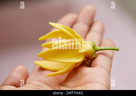 Nahaufnahme der kletternden Ylang-Ylang-Blume zur Hand Stockfoto