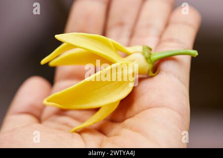 Nahaufnahme der kletternden Ylang-Ylang-Blume zur Hand Stockfoto