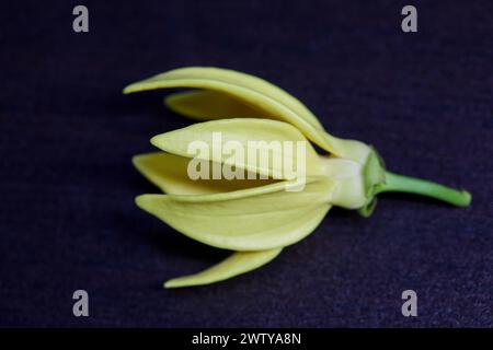 Nahaufnahme der kletternden Ylang-Ylang-Blume auf schwarzem Hintergrund Stockfoto