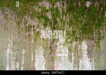 Grunge-Betonwand bedeckt mit einer Schicht aus grünem Moos, abstrakter urbaner Textur Hintergrund Stockfoto