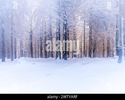 Nebliger und traumhafter Wald bei winterlichem Wetter mit seltsamem Licht Stockfoto