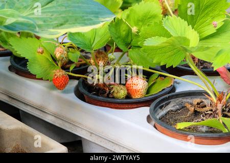 Erdbeersträucher in Töpfen stehen zum Verkauf. Erdbeerkeimlinge in Behältern im Gartengeschäft erhältlich. Stockfoto