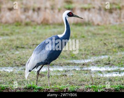 Ein Weißnappelkran (Antigone vipio), der im Feld steht. Kagoshima, Japan. Stockfoto