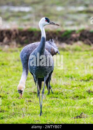 Zwei Haubenkrane (Grus monacha), die auf dem Feld auf der Suche sind. Kagoshima, Japan. Stockfoto