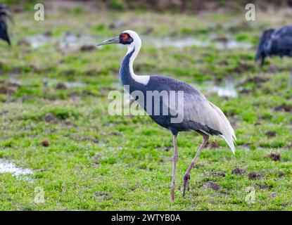 Ein Weißnappelkran (Antigone vipio), der im Feld steht. Kagoshima, Japan. Stockfoto