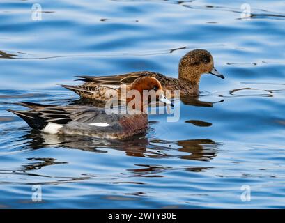 Ein Paar eurasische Wigeons (Mareca penelope), die in einem See schwimmen. Kagoshima, Japan. Stockfoto