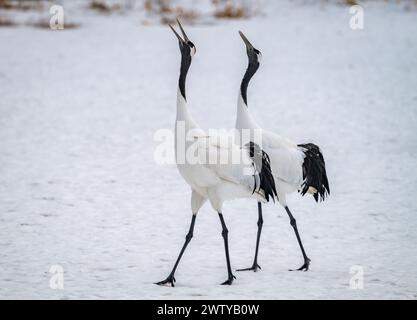 Ein Paar Rotkräne (Grus japonensis) ruft. Hokkaido, Japan. Stockfoto