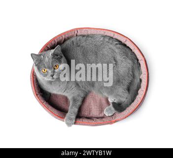 Britische Katze liegt in einem weichen Haustierbett und schaut auf die Kamera auf weißem Hintergrund, Draufsicht, Haustierzubehör. Stockfoto