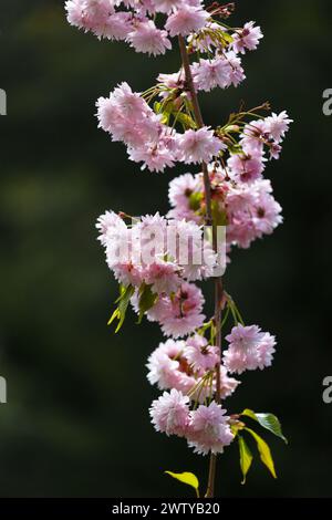 Üppige Zweige eines blühenden Sakura-Baumes, rosafarbene Doppelblumen japanischer Kirsche. Hintergrund mit Blumenmotiv im Frühling. Blühender Baum. Sakura-Zweige Stockfoto