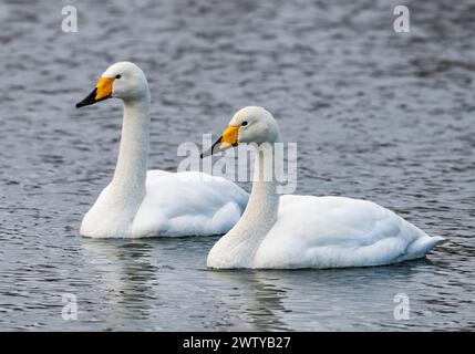 Ein Paar Whooper Schwäne (Cygnus cygnus), die in einem See schwimmen. Hokkaido, Japan. Stockfoto