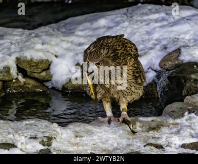 Eine Blakiston's Fish-Owl (Ketupa blakistoni), die in einem Bach Fische fängt. Hokkaido, Japan. Stockfoto