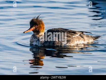 Eine weibliche Rotbrust Merganser (Mergus serrator) schwimmt im Wasser. Hokkaido, Japan. Stockfoto