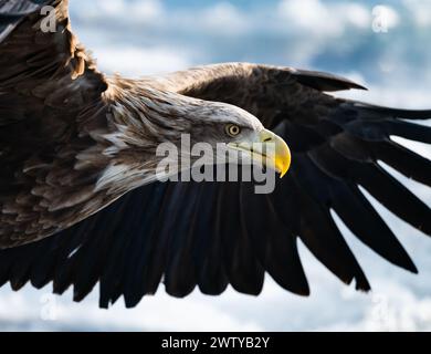 Schließen Sie den Kopf eines Seeadlers (Haliaeetus albicilla) im Flug. Hokkaido, Japan. Stockfoto