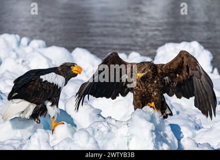 Eine Schlacht zwischen dem Seeadler (Haliaeetus albicilla) und dem Seeadler (Haliaeetus pelagicus) auf Eis in Hokkaido, Japan. Stockfoto