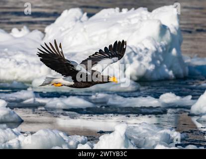 Ein Steller's Sea-Eagle (Haliaeetus pelagicus), der über schwimmendes Meereis fliegt. Hokkaido, Japan. Stockfoto
