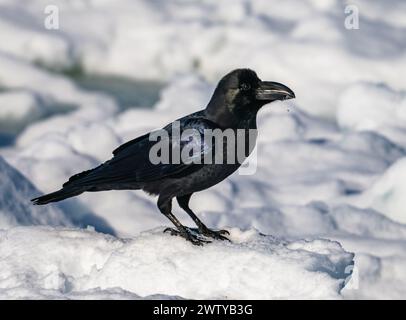 Eine Großschnabelkrähe (Corvus macrorhynchos), die auf schwimmendem Meereis steht. Hokkaido, Japan. Stockfoto