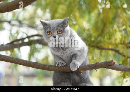 Britische Hauskatze, die auf einem Baum sitzt. Haustiere zu Fuß draußen. Eine schottische Katze kletterte auf einen Baumzweig und sah verängstigt aus. Stockfoto