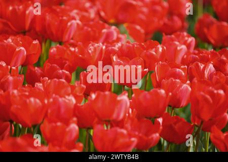 Nahaufnahme von blühenden roten Tulpen in einem Tulpenfeld oder Park. Hintergrund mit Blumenmotiv im Frühling. Frühlingsblumen. Stockfoto