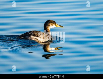 Ein Rothals-Grebe (Podiceps grisegena) schwimmt im Wasser. Hokkaido, Japan. Stockfoto