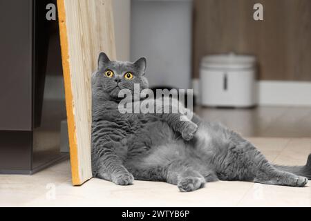 Eine fette britische Katze sitzt lustig, lehnt sich an die Wand im Wohnzimmerinnenraum und schaut auf die Kamera. Adipositas bei Haustieren. Große faule schottische Katze. Stockfoto