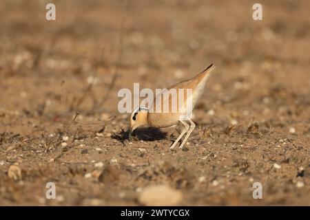 Das Küken war ein ungewöhnlicher Fund im September, aber Vögel werden jede Gelegenheit nutzen, um die Jungen erfolgreich aufzuziehen. Stockfoto