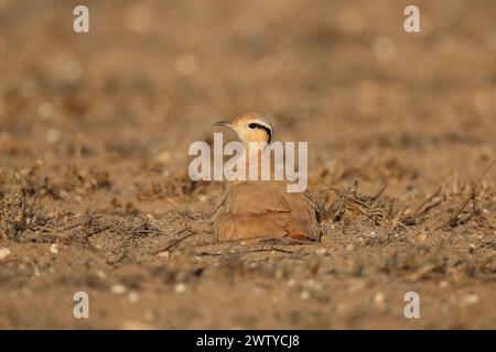 Das Küken war ein ungewöhnlicher Fund im September, aber Vögel werden jede Gelegenheit nutzen, um die Jungen erfolgreich aufzuziehen. Stockfoto