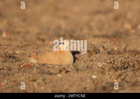 Das Küken war ein ungewöhnlicher Fund im September, aber Vögel werden jede Gelegenheit nutzen, um die Jungen erfolgreich aufzuziehen. Stockfoto