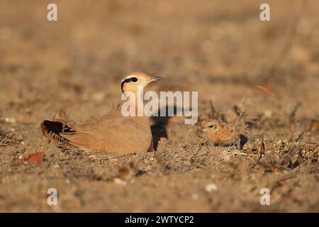 Das Küken war ein ungewöhnlicher Fund im September, aber Vögel werden jede Gelegenheit nutzen, um die Jungen erfolgreich aufzuziehen. Stockfoto