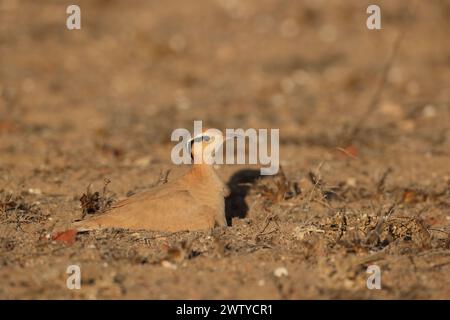 Das Küken war ein ungewöhnlicher Fund im September, aber Vögel werden jede Gelegenheit nutzen, um die Jungen erfolgreich aufzuziehen. Stockfoto