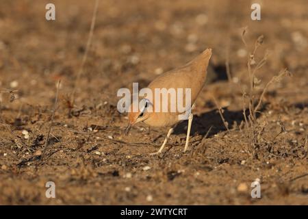 Das Küken war ein ungewöhnlicher Fund im September, aber Vögel werden jede Gelegenheit nutzen, um die Jungen erfolgreich aufzuziehen. Stockfoto