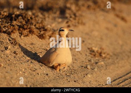 Das Küken war ein ungewöhnlicher Fund im September, aber Vögel werden jede Gelegenheit nutzen, um die Jungen erfolgreich aufzuziehen. Stockfoto