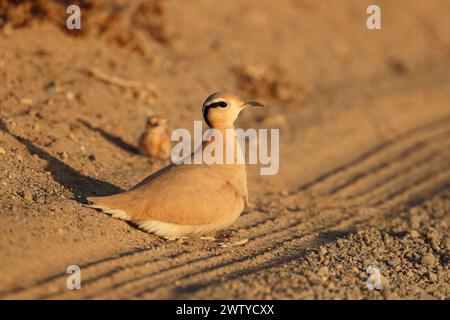 Das Küken war ein ungewöhnlicher Fund im September, aber Vögel werden jede Gelegenheit nutzen, um die Jungen erfolgreich aufzuziehen. Stockfoto