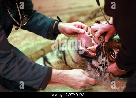 17/02/12. ..Ein Tierarzt arbeitet sorgfältig daran, einen Tiger vollständig medizinisch zu behandeln, der jeden Moment aufwachen könnte. John Lewis, benutzt einen Pfeil, voller Enou Stockfoto