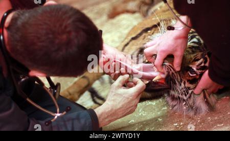 17/02/12. ..Ein Tierarzt arbeitet sorgfältig daran, einen Tiger vollständig medizinisch zu behandeln, der jeden Moment aufwachen könnte. John Lewis, benutzt einen Pfeil, voller Enou Stockfoto