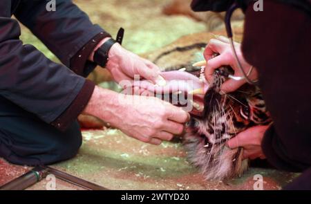 17/02/12. ..Ein Tierarzt arbeitet sorgfältig daran, einen Tiger vollständig medizinisch zu behandeln, der jeden Moment aufwachen könnte. John Lewis, benutzt einen Pfeil, voller Enou Stockfoto