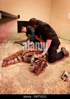 17/02/12. ..Ein Tierarzt arbeitet sorgfältig daran, einen Tiger vollständig medizinisch zu behandeln, der jeden Moment aufwachen könnte. John Lewis, benutzt einen Pfeil, voller Enou Stockfoto