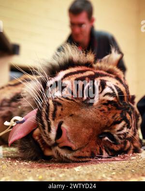 17/02/12. ..Ein Tierarzt arbeitet sorgfältig daran, einen Tiger vollständig medizinisch zu behandeln, der jeden Moment aufwachen könnte. John Lewis, benutzt einen Pfeil, voller Enou Stockfoto