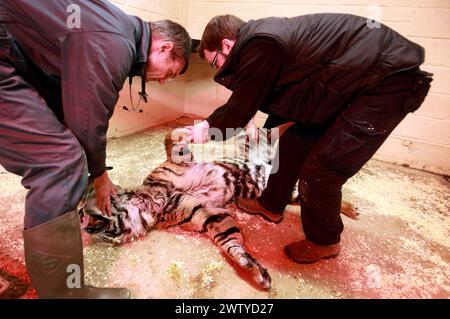 17/02/12. ..Ein Tierarzt arbeitet sorgfältig daran, einen Tiger vollständig medizinisch zu behandeln, der jeden Moment aufwachen könnte. John Lewis, benutzt einen Pfeil, voller Enou Stockfoto