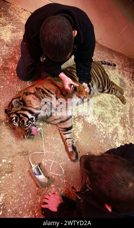 17/02/12. ..Ein Tierarzt arbeitet sorgfältig daran, einen Tiger vollständig medizinisch zu behandeln, der jeden Moment aufwachen könnte. John Lewis, benutzt einen Pfeil, voller Enou Stockfoto