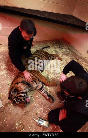 17/02/12. ..Ein Tierarzt arbeitet sorgfältig daran, einen Tiger vollständig medizinisch zu behandeln, der jeden Moment aufwachen könnte. John Lewis, benutzt einen Pfeil, voller Enou Stockfoto