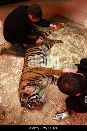 17/02/12. ..Ein Tierarzt arbeitet sorgfältig daran, einen Tiger vollständig medizinisch zu behandeln, der jeden Moment aufwachen könnte. John Lewis, benutzt einen Pfeil, voller Enou Stockfoto