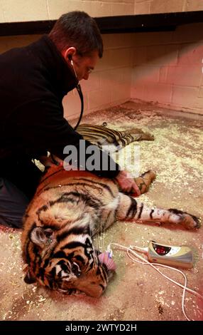 17/02/12. ..Ein Tierarzt arbeitet sorgfältig daran, einen Tiger vollständig medizinisch zu behandeln, der jeden Moment aufwachen könnte. John Lewis, benutzt einen Pfeil, voller Enou Stockfoto