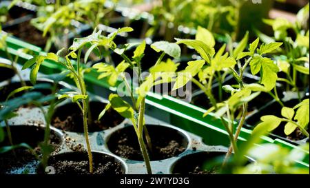 Tomatensämlinge in Plastikbehältern nah heran. Setzlinge von kleinen Tomaten. Gemüse am Fenster anbauen. Stockfoto