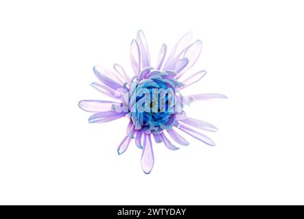 Eine Nahaufnahme einer blau-violetten Chrysanthemenblume, die sich auf einem Leuchtkasten befindet Stockfoto