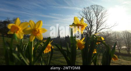 01.03.2012. Am St. Davids Day blühen Narzissen vor der St. Oswald's Parish Church in Ashbourne, Derbyshire. Die 212 Meter hohe Spitze wurde von Geo genannt Stockfoto