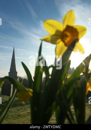 01.03.2012. Am St. Davids Day blühen Narzissen vor der St. Oswald's Parish Church in Ashbourne, Derbyshire. Die 212 Meter hohe Spitze wurde von Geo genannt Stockfoto