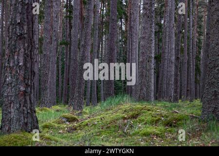 Die tiefe Ruhe des Kiefernwaldes wird in diesem Bild festgehalten, wo die Gleichmäßigkeit der hohen Bäume und der üppige Moosboden ein Gefühl von Schaden vermitteln Stockfoto