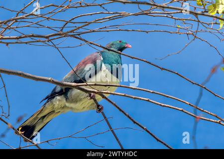 Eine charakteristische kererū (Hemiphaga novaeseelandiae) oder neuseeländische Taube thront in einem Baum bei Kidds Bush bei Wanaka. Die Vögel können komisch sein. Stockfoto