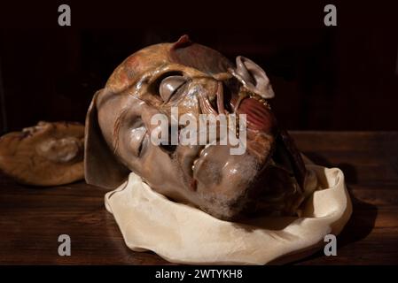 Das wachsanatomische Modell des menschlichen Kopfes. Nahaufnahme... Stockfoto